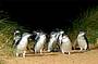 Penguin Parade Afternoon Wildlife Tour